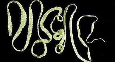 Types de parasites dans le corps humain