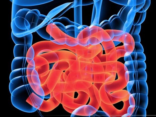 Parasites dans l'intestin grêle