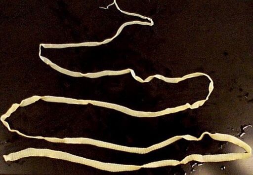 ténia large du corps humain