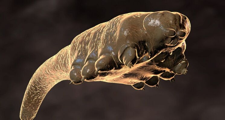 acarien Demodex parasite sous-cutané