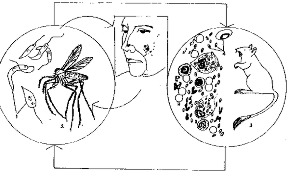 La leishmanie est transmise par les moustiques du genre Phlebotomus.