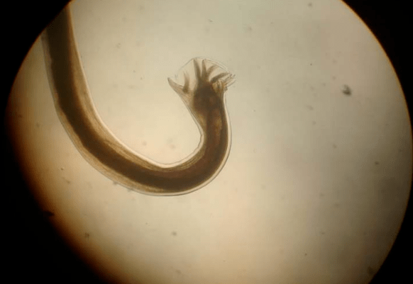 Parasite au microscope
