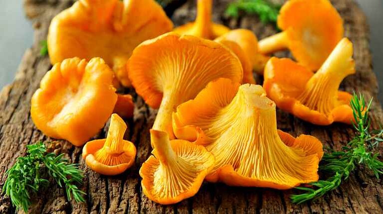 Les girolles sont des champignons qui peuvent nettoyer le corps des helminthes