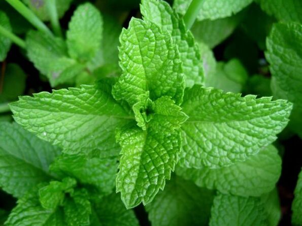menthe poivrée pour les parasites