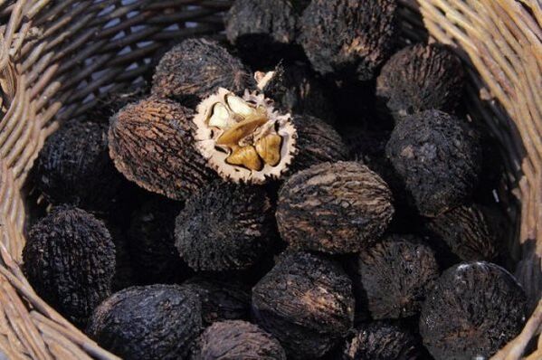 noyer noir pour les parasites